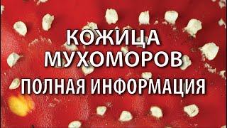 Всё о кожице мухоморов. Свойства, применение. Песок в пантерном мухоморе. Михаил Вишневский