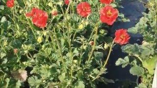 Best Perennials - Geum 'Blazing Sunset' (Avens)