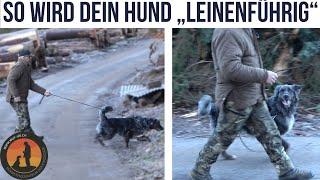 5 Tipps wie dein Hund schnell „leinenführig“ wird  | Hundeschule U.B.