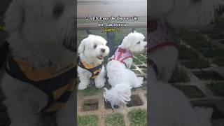 Fiquem atentos aos sintomas  #depressão #pets #cachorros #maltês #shorts #short #fyp