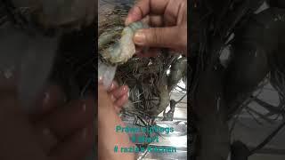 Prawn cuttings #shorts # razia’s Kitchen