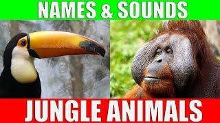 Jungle Animals Names and Sounds for Kids to Learn | Jungle Animals Video for Children