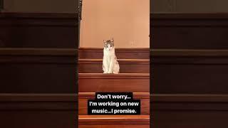 New Music Cat