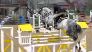 MrSportHorses - SOLD "Le Grand" - Dapple Grey Gelding, 175cm