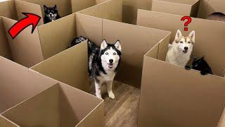 Huskies vs Cats: Who Will Be The First To Find A Way Out of The Maze?