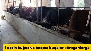 Buģoz sigirlar va boqma buqalar +99888.686.45.48 narhlari hamyonbop joyidan kõring