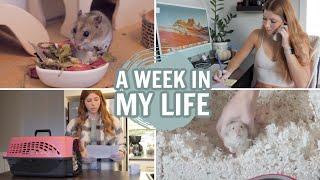 A WEEK IN MY LIFE | Victoria Raechel (Oct 2022)