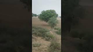 #agriculture #farming #education #marwadilife #rajasthani #rajasthaniclture #shorts #dharohar #yt