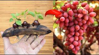 Just bananas! 2 ways, grape propagation sprouts and roots like crazy.