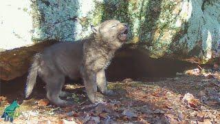 Wolf pup's first attempts at howling