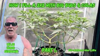 ODG’s How I Fill a 2x2 with Big Buds and Colas Part 1.