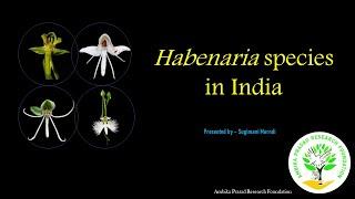 Habenaria species; #orchids #terrestrial #orchidworld #odisha #conservation #conservationawareness