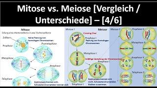 Mitosis and Meiosis - Difference / Comparison [4/6] - [Biology, Upper Secondary School]