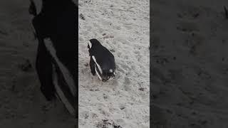 Mating penguins