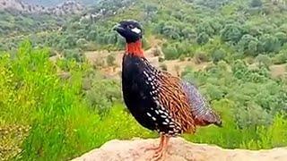 Black Francolin sound kala teetar kala teeter kala tetar dakhni teetar dakni teetar 2024