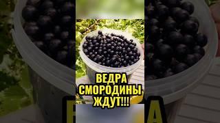  Утройте урожай смородины! Секретная подкормка  #смородина  #огород #дача #сад #ягоды