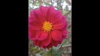 Linda flor#flores#nature#garden#jardim#sítio#plantas#vidanaroça#chacara#rafaela Costa