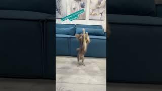 Дрессировка Чиха #чихуахуа #домашниеживотные #pets #chihuahua #милота #дрессировка #cute