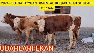 FERMANI SIMENTAL BUQACHALARI SOTILADI SUTDAN CHIQQAN DAXSHAT @Hikmatillo_uz