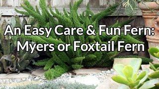 An Easy Care & Fun Fern: Myers or Foxtail Fern