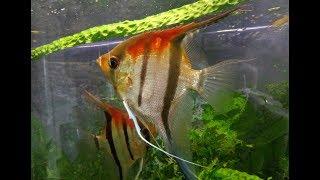 Естественная красота скалярии Манакапуру / Pterophyllum scalare Manacapuru