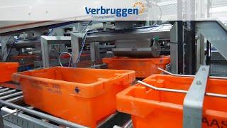 Palletizing | Automatic CRATE Palletizer by Verbruggen | Stacking crates of Shrimps | VPM-BL