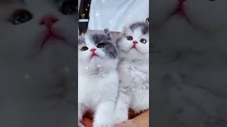 #cute #cat #love #status #trending #shorts #viralvideo #youtubeshorts