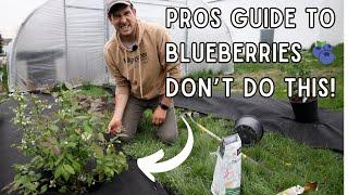 How to Grow BLUEBERRIES Like a PRO! Tips to Grow The Best Berries ANYWHERE