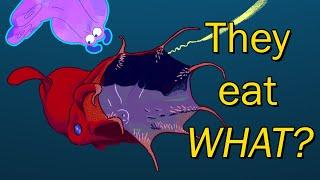 The Unexpected Diet of the Vampire Squid | Alien Ocean