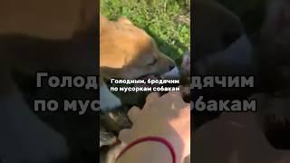 Делаем добро #помощьживотным #собака #приютдлясобак #helpanimals #животные #dogshelter #творидобро