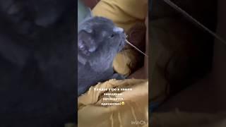 Каждое утро в нашем заведении начинается одинаково! #питомцы #cat #смешныекоты #смешноевидео