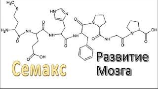 Семакс: Исследования, Развитие Мозга