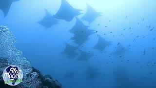 Aggregations of endangered Sicklefin Devil Rays in the Canary Islands!