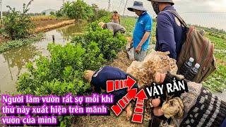 Giúp chú làm vườn tim bắt CON RẮN lột da | TGSB #1052