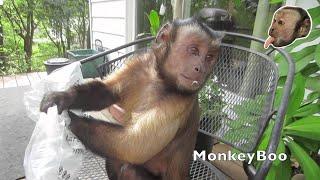 Capuchin Monkey Opens Packages of Cool Toys!