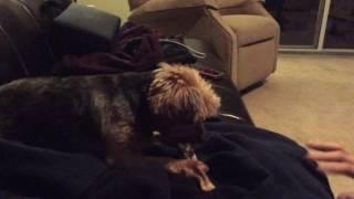 My Crazy dog when I try and take her chewstick! | Feat. Antoniozilla