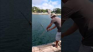 Catching Kanduli fish #shorts #shortvideo #fishing #fishhunting #fyp