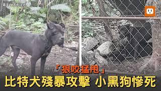 驚悚…台東比特犬「狠咬猛甩」 無辜小黑狗慘死