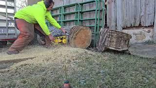 Ported McCulloch 797, cutting large pine log