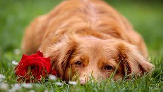 5 Fun Facts about Golden Retrievers | Surprising Things You Didn't Know!