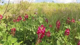 1 Hour of Dance of the Sugar Plum Fairy by Tchaikovsky and Nature Videos