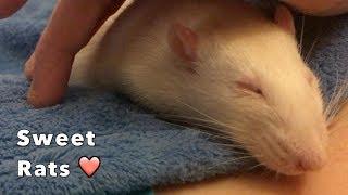 Sweet Little Rats ️