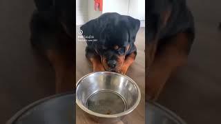 FUNNY Dog eatting #shorts #ytshorts #Dog #funny #Animal & Nature TV