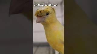 Belgian Canary Chick with Tuft