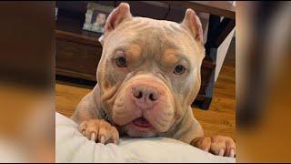 Funniest American Bully Videos | Cutest Bullies Ever