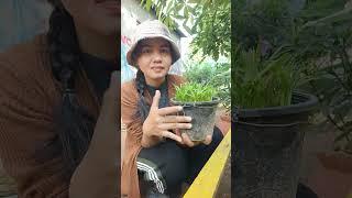 my plants  #garden #naturelife #myplants #faming