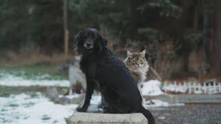 Wild Rose Vets Season 1 WEBISODE Cats vs Dogs