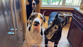 Funny Senior Great Dane Shifts Photo Position To Avoid Puppy's Slobber