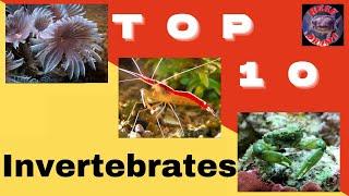 Top 10 Invertebrates for a Saltwater tank