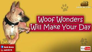 Woof Wonders Will Make Your Day l Cute Doggy Videos